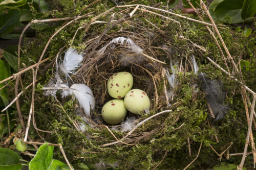 gnezdo