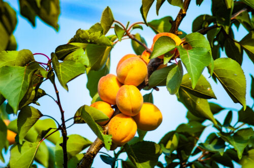 kajsija