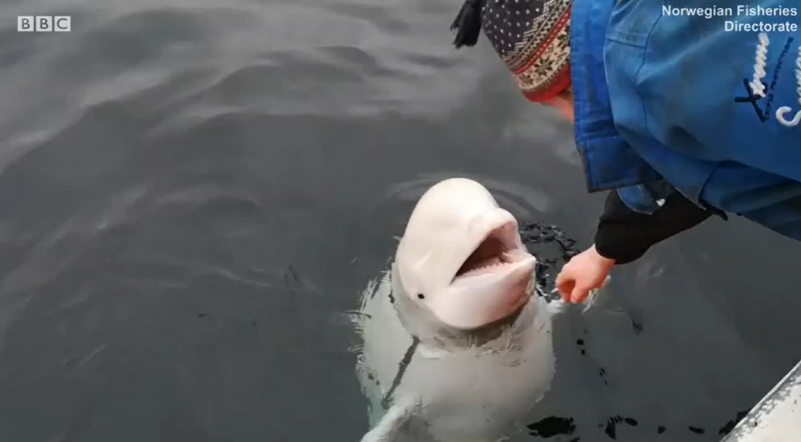 Beluga kit