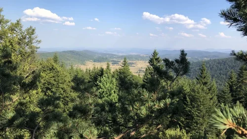 šuma